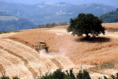 gentil-rosso Campo di grano Gentil Rosso