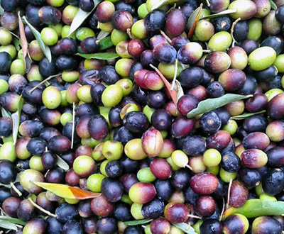 olive